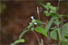 Lepidagathis purpuricaulis